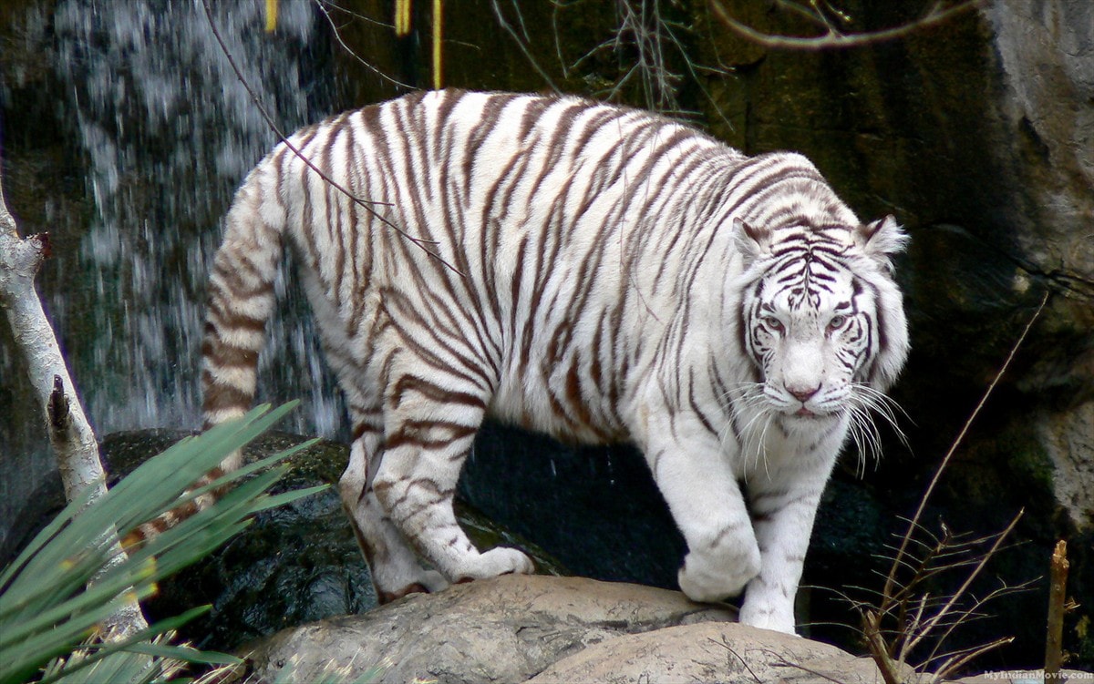 Стратегия торговли Белый Тигр