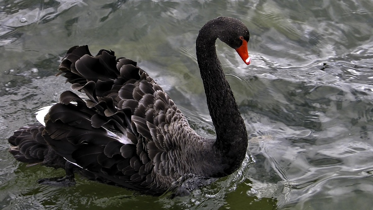 black-swan-in-economic