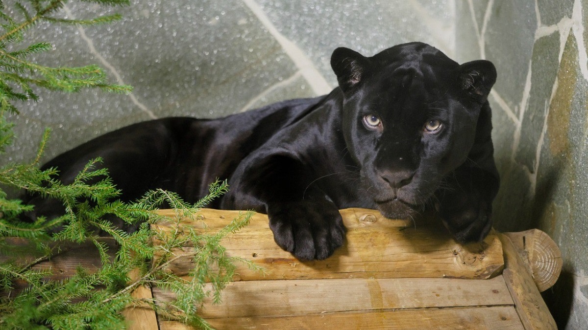 Black-Panther